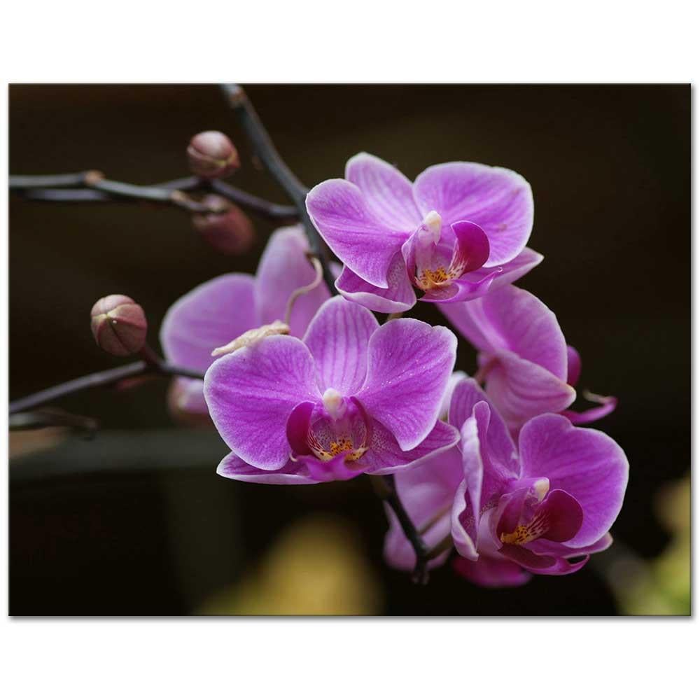 Fuşya Orkide Kanvas Tablo