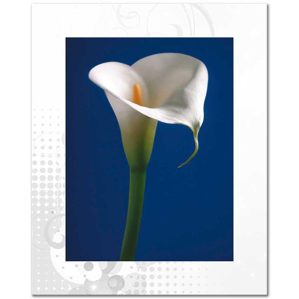 Gala Çiçeği Lacivert Zeminde Kanvas Tablo