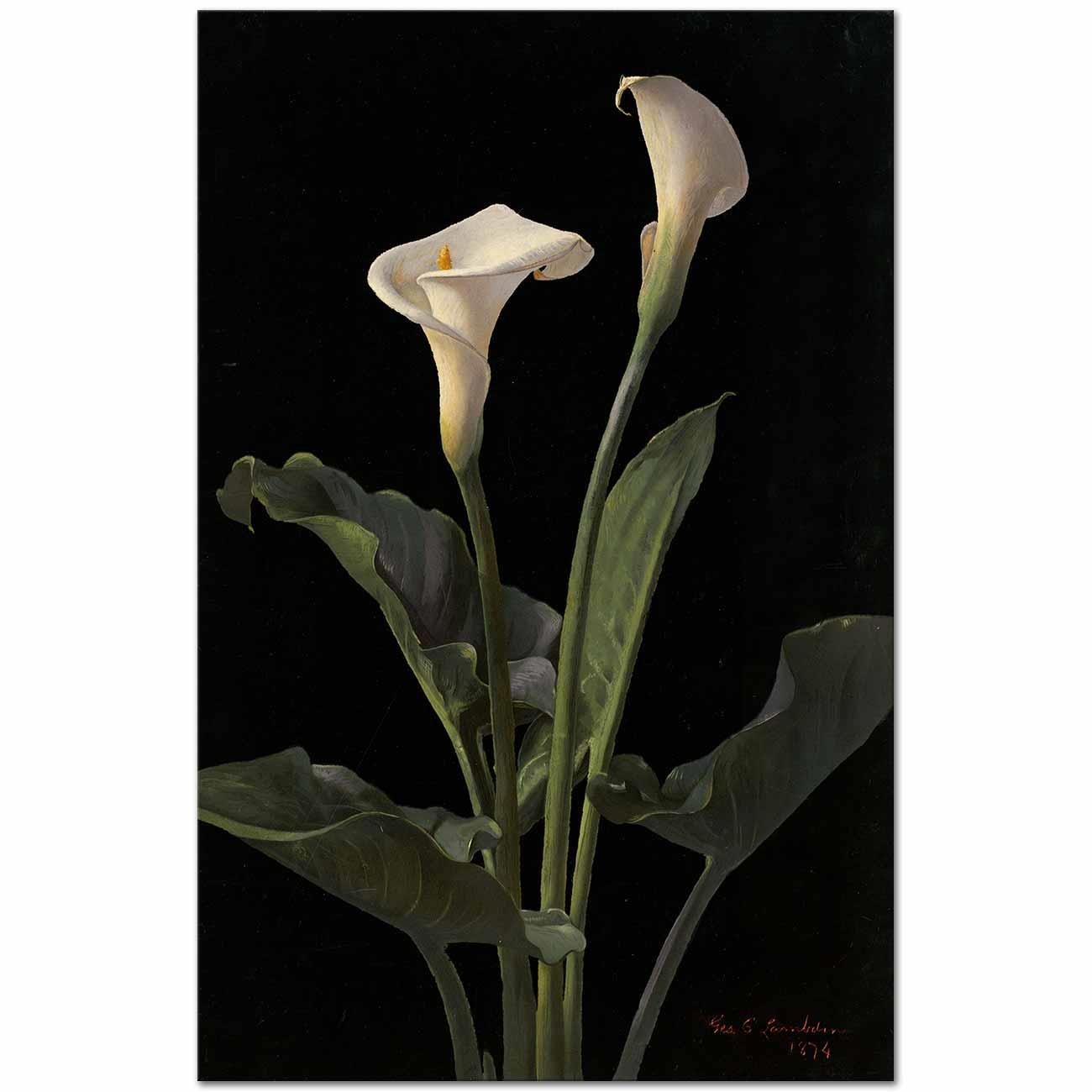 Calla Lilies by George Cochran Lambdin