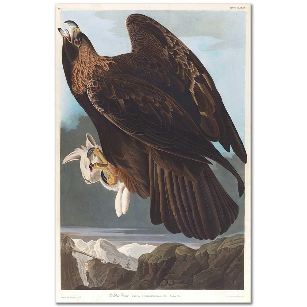 John James Audubon Altın Kartal Kanvas Tablo