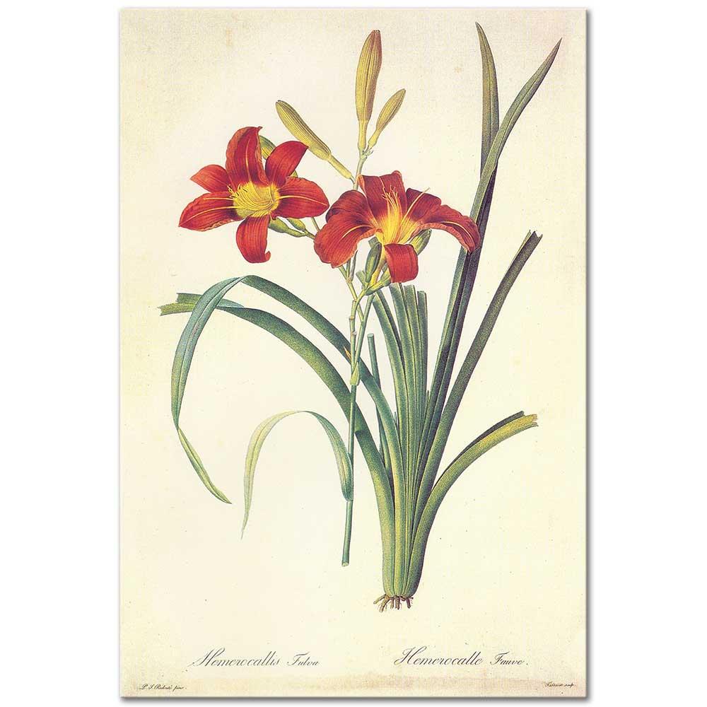 Hemerocallis Fulva by Pierre Joseph Redoute