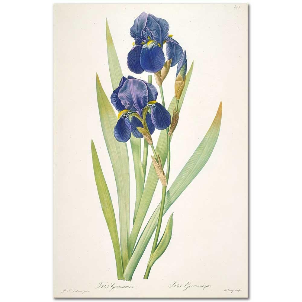 Iris Germenica by Pierre Joseph Redoute