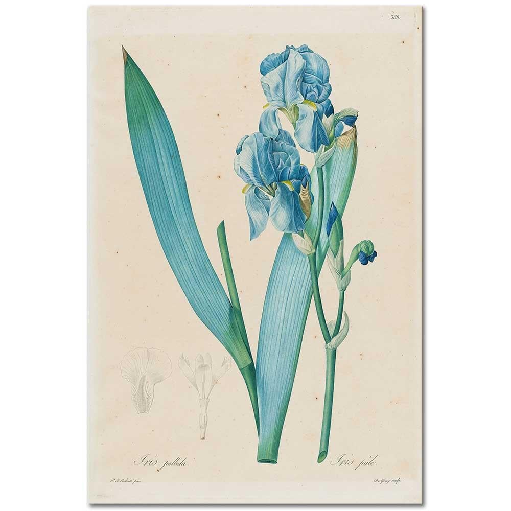 Iris Pallida by Pierre Joseph Redoute