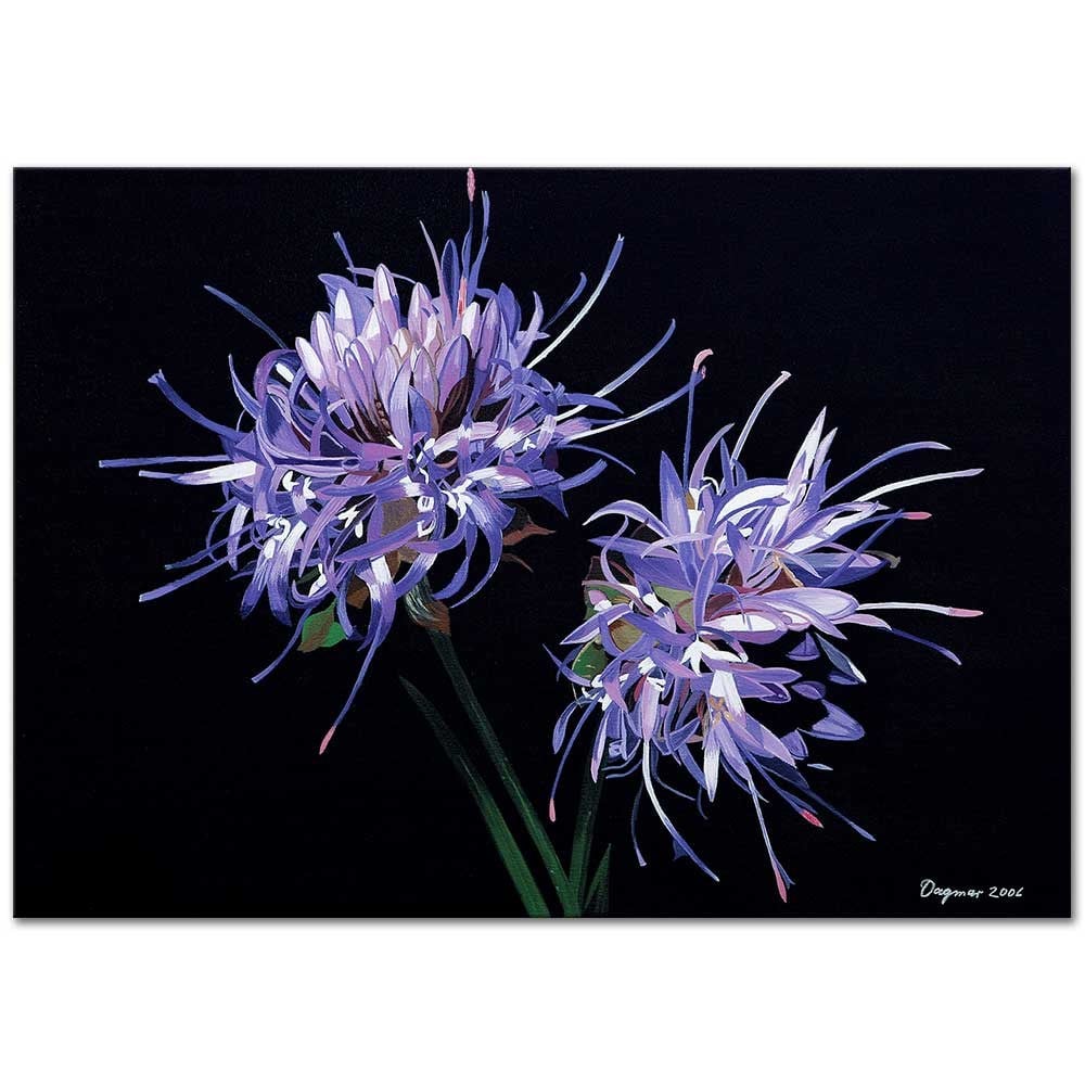 Jasione Montana by Dagmar Göğdün as Fine Art Print