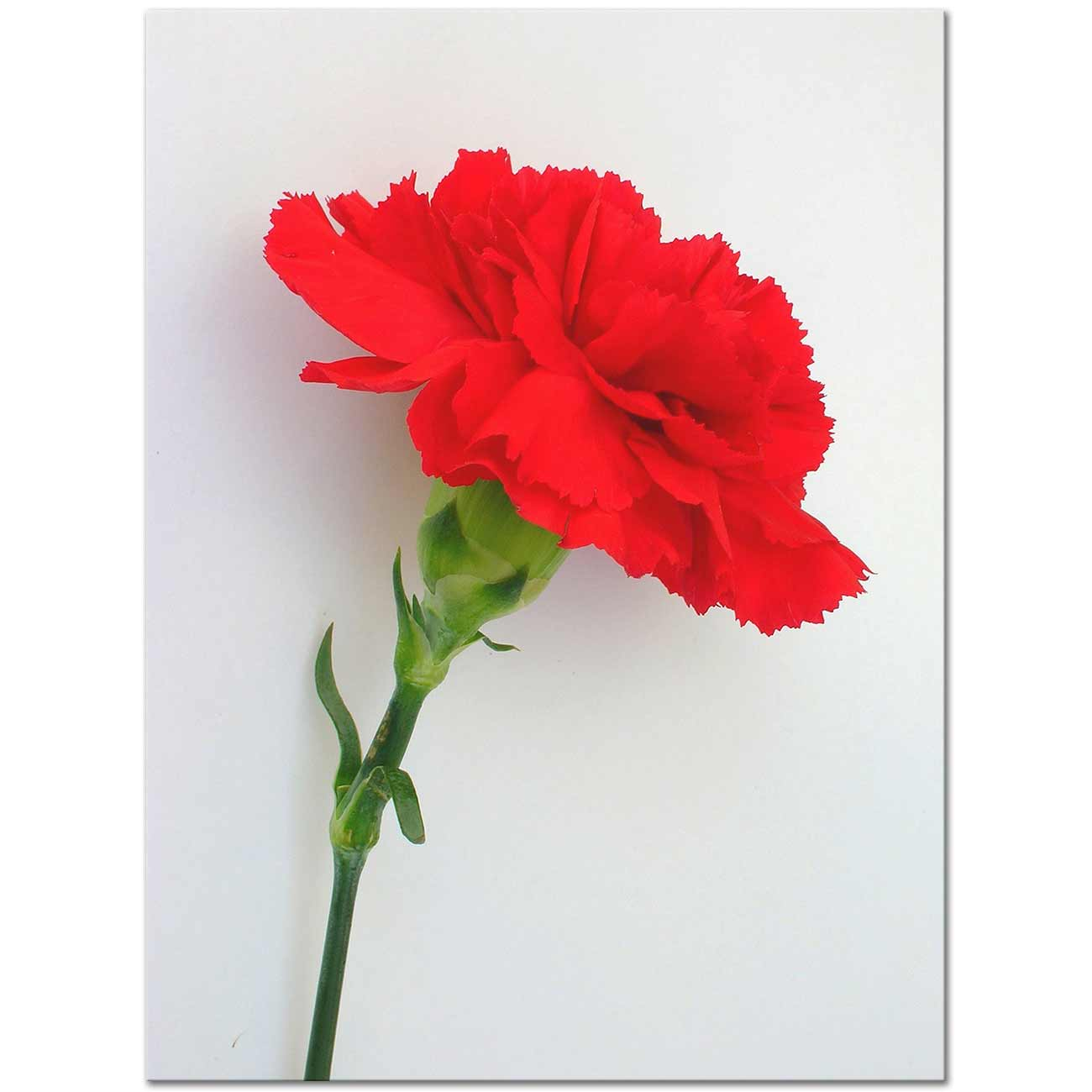 Karanfil Dianthus Kanvas Tablo