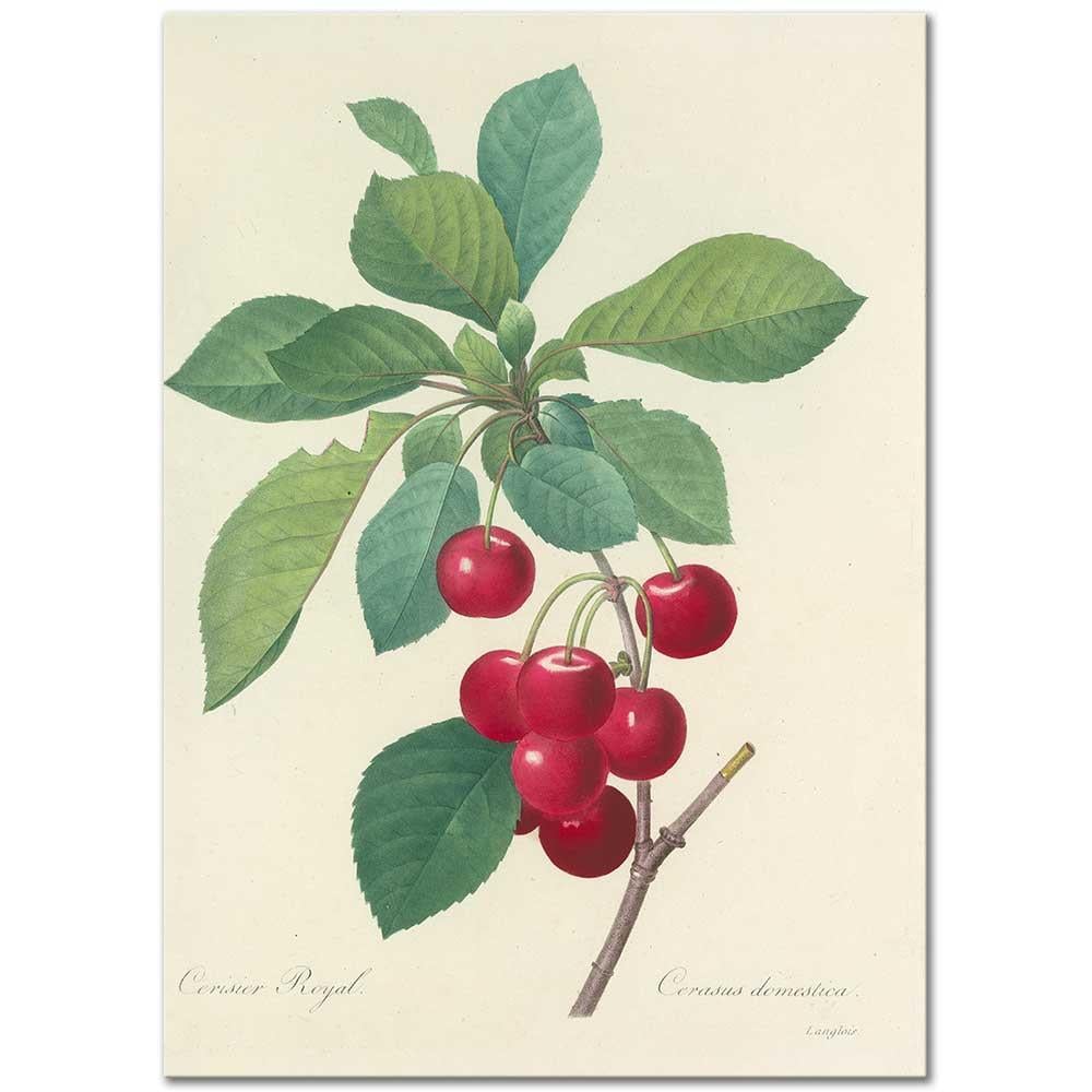 Pierre Joseph Redoute Kral Kiraz (Cerasus Domestica) Kanvas Tablo