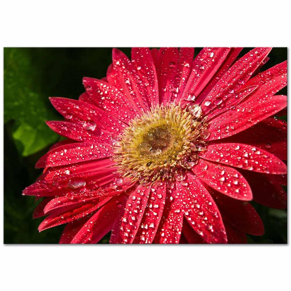 Kırmızı Gerbera Kanvas Tablo