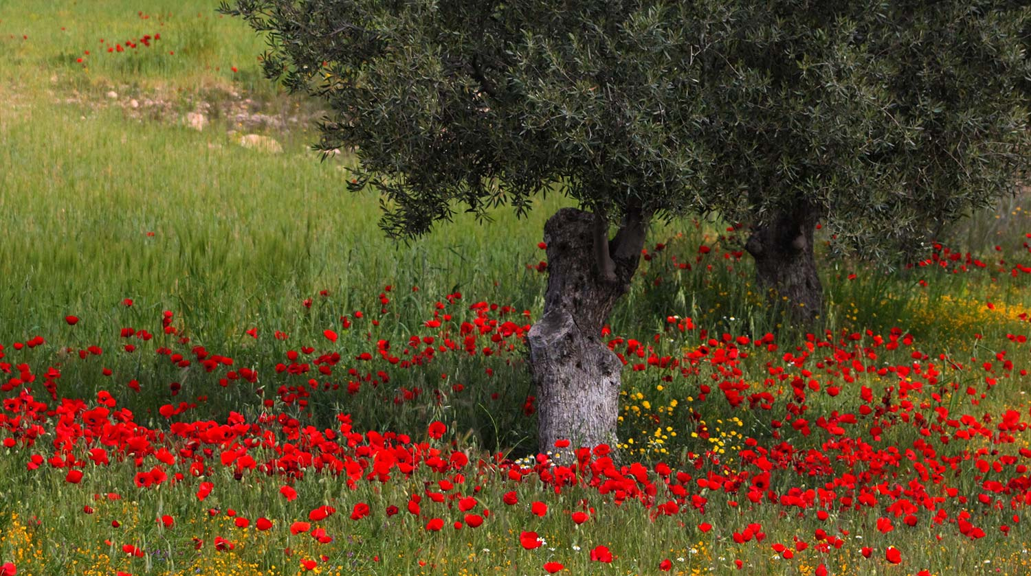Landscape With Poppies Art Print