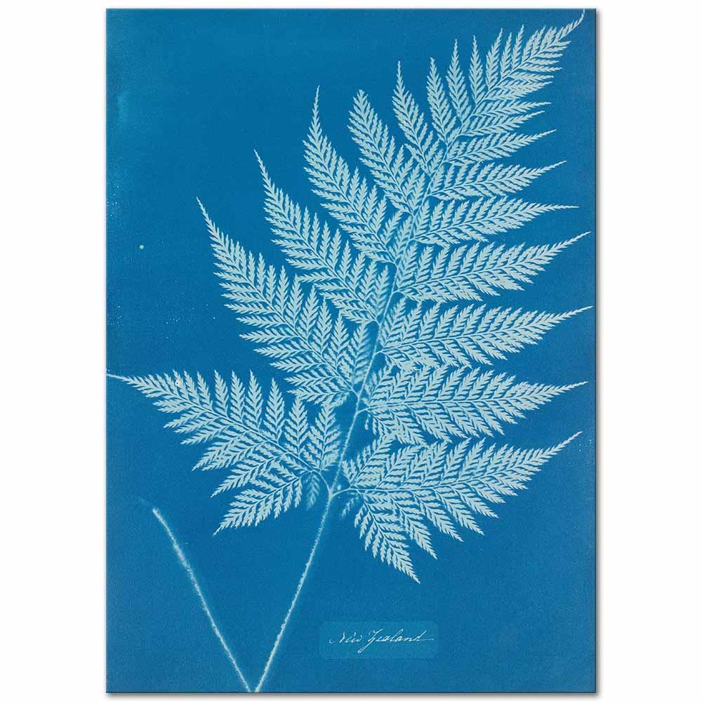 Leaf by Anna Atkins
