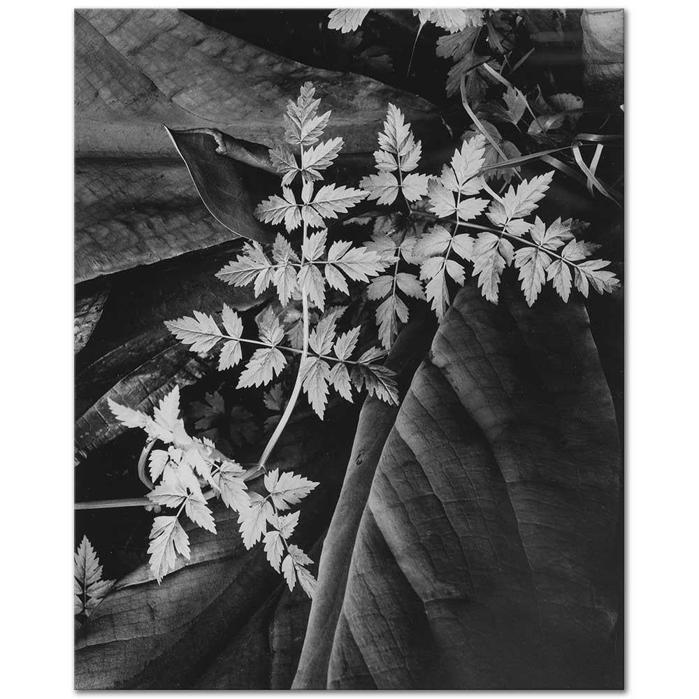 Leaves by Imogen Cunningham as Art Print