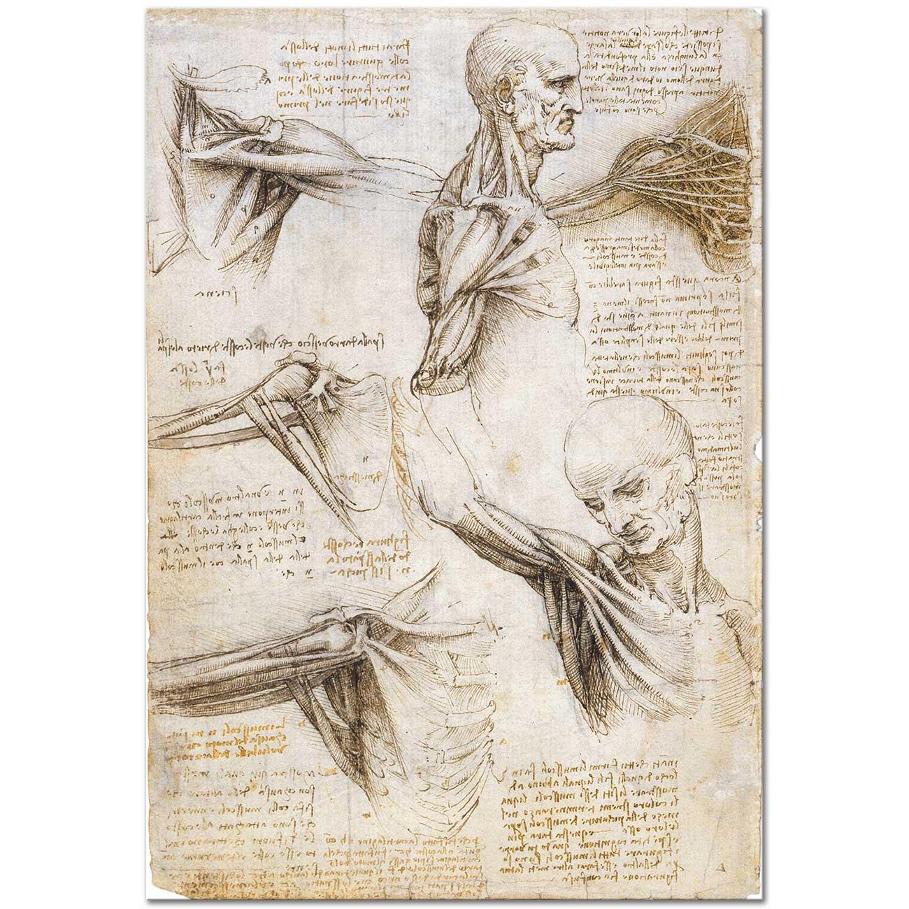Leonardo Da Vinci Anatomi Çalışmaları Kanvas Tablo
