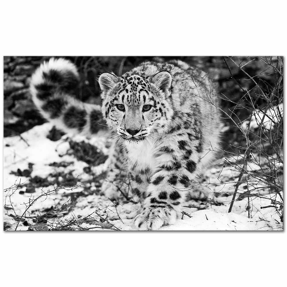 Leopard In The Snow Art Print