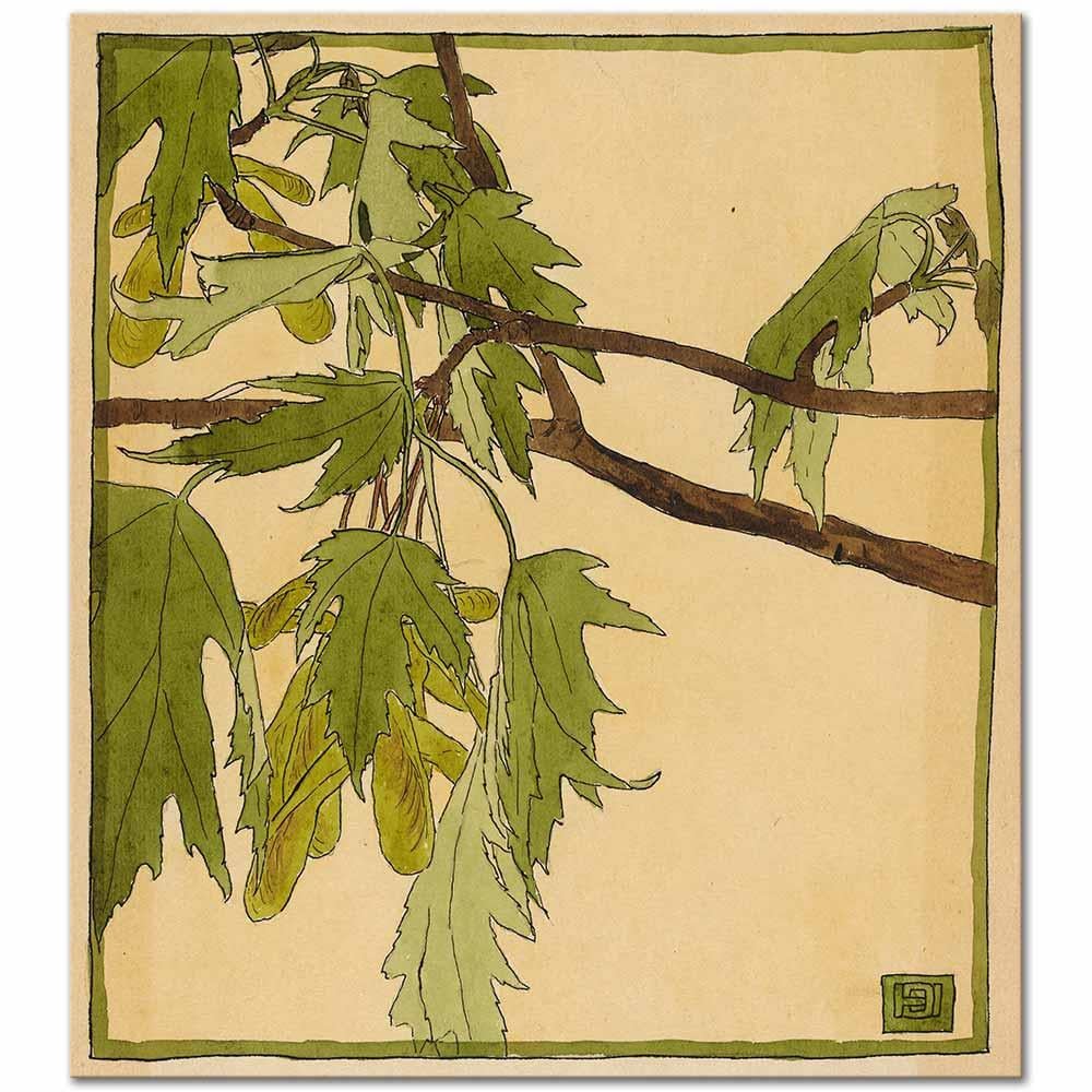 Maple by Hannah Borger Overbeck