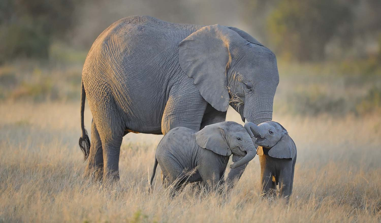 Mother And Adorable Babies Art Print