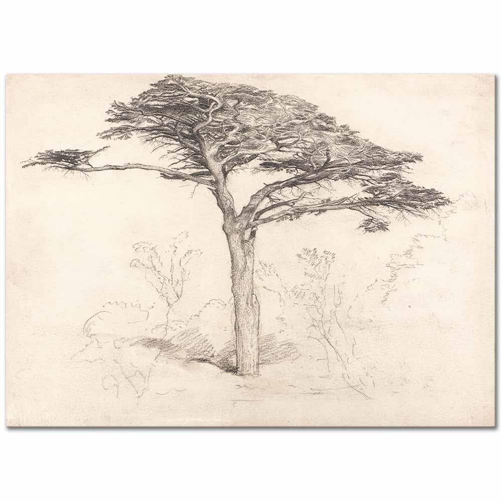 Old Cedar Tree in Botanic Garden, Chelsea by Samuel Palmer as Art Print
