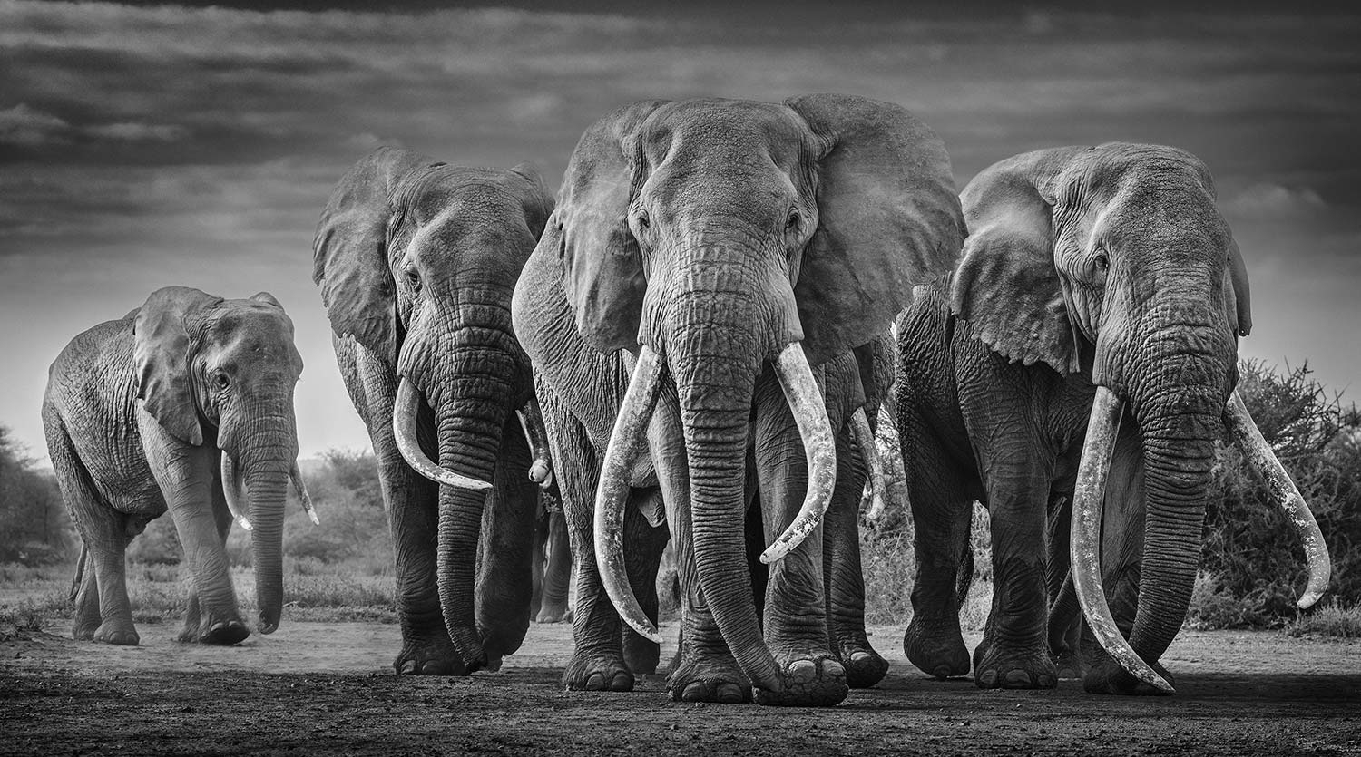 Parade Of Elephants From The Hood Art Print