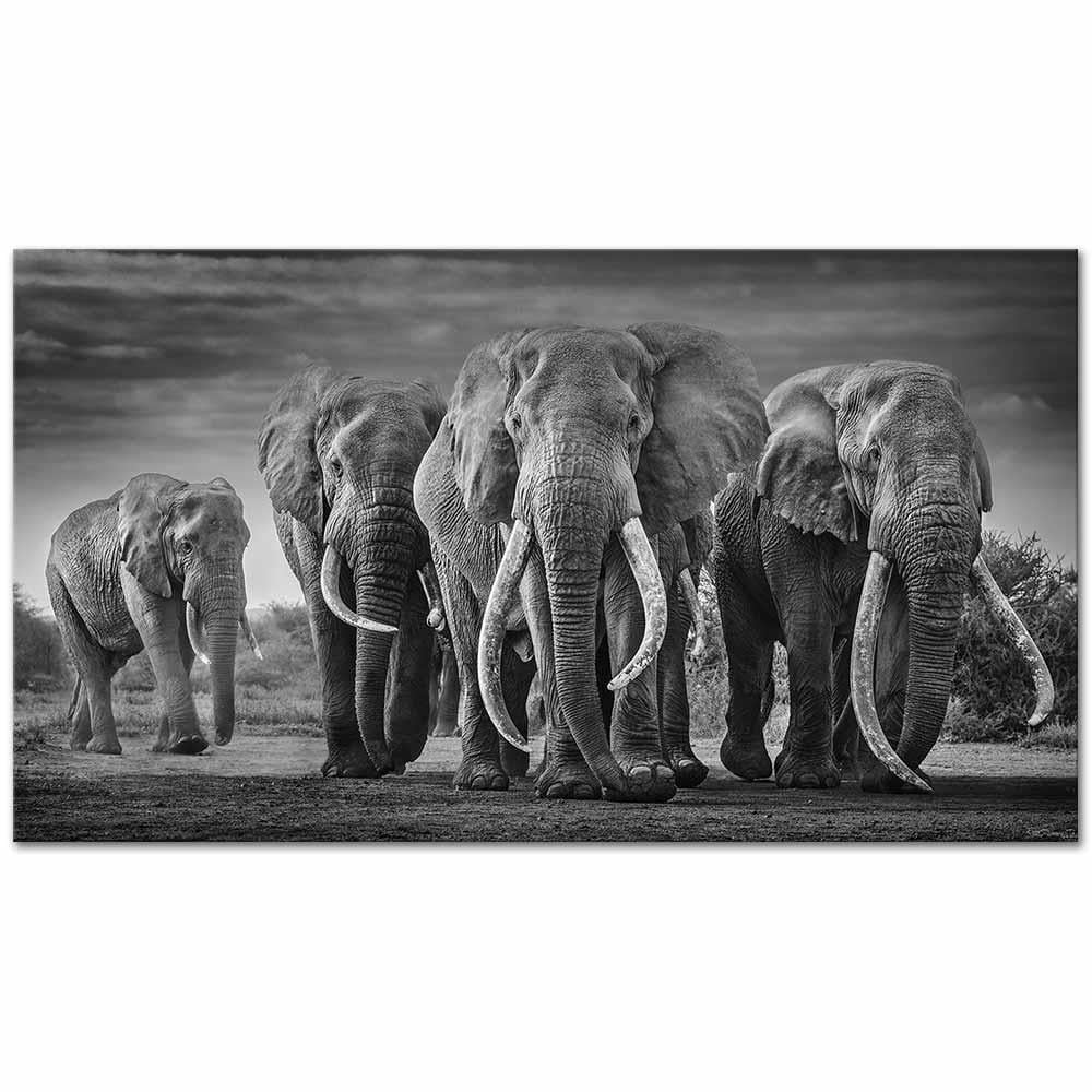 Fillerin Geçit Töreni Kanvas Tablo