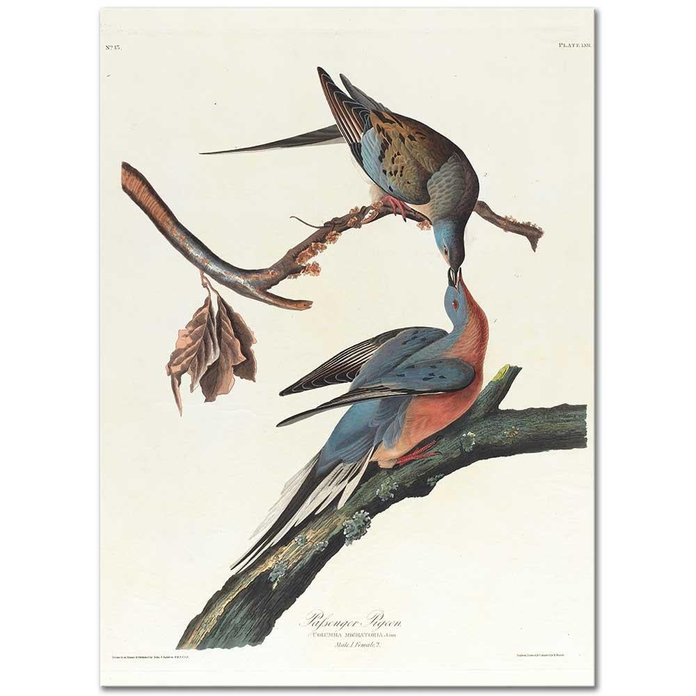 John James Audubon Yolcu Güvercin Kanvas Tablo