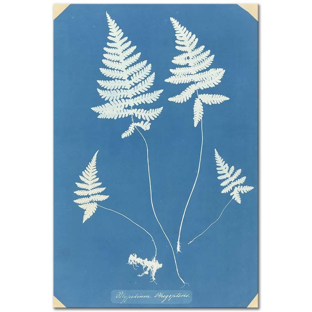 Polypodium Phegopteris by Anna Atkins