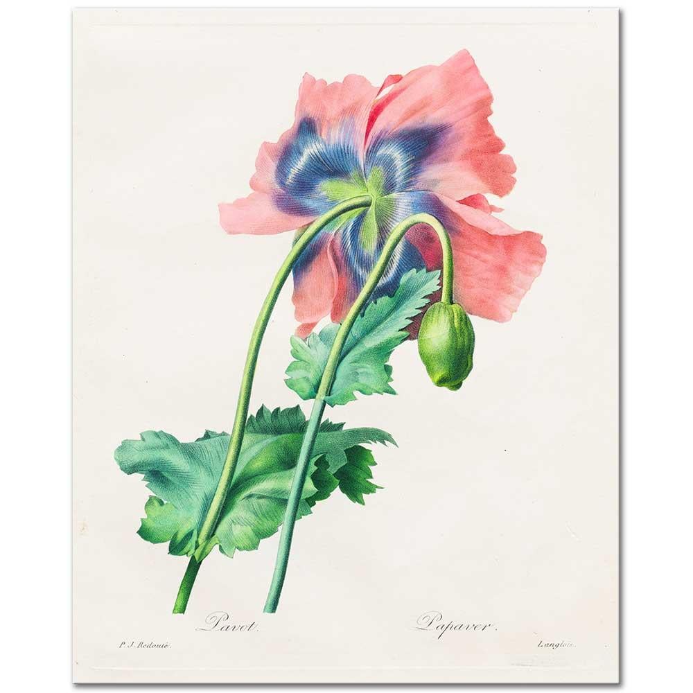 Poppy by Pierre Joseph Redoute