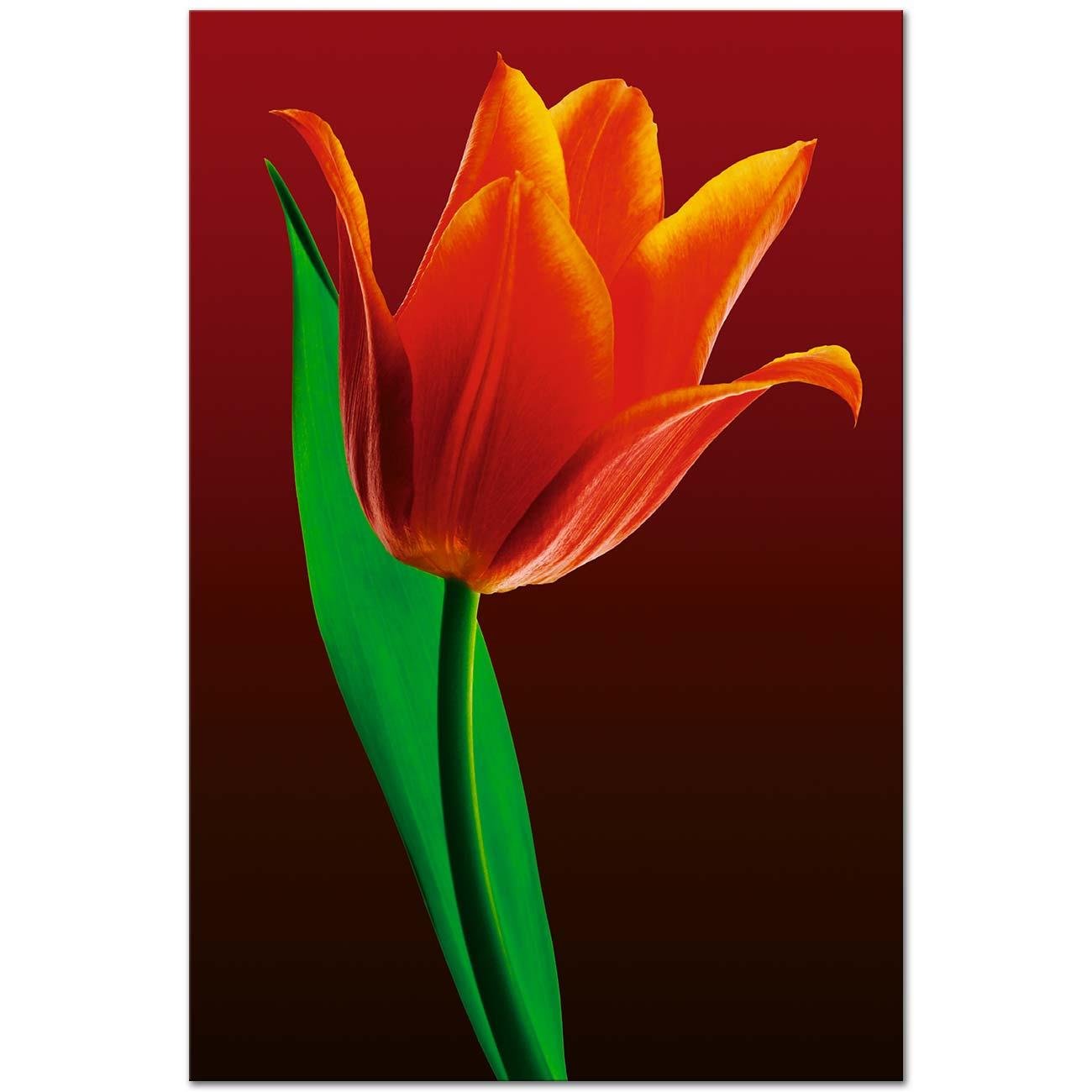 Red Tulip Art Print