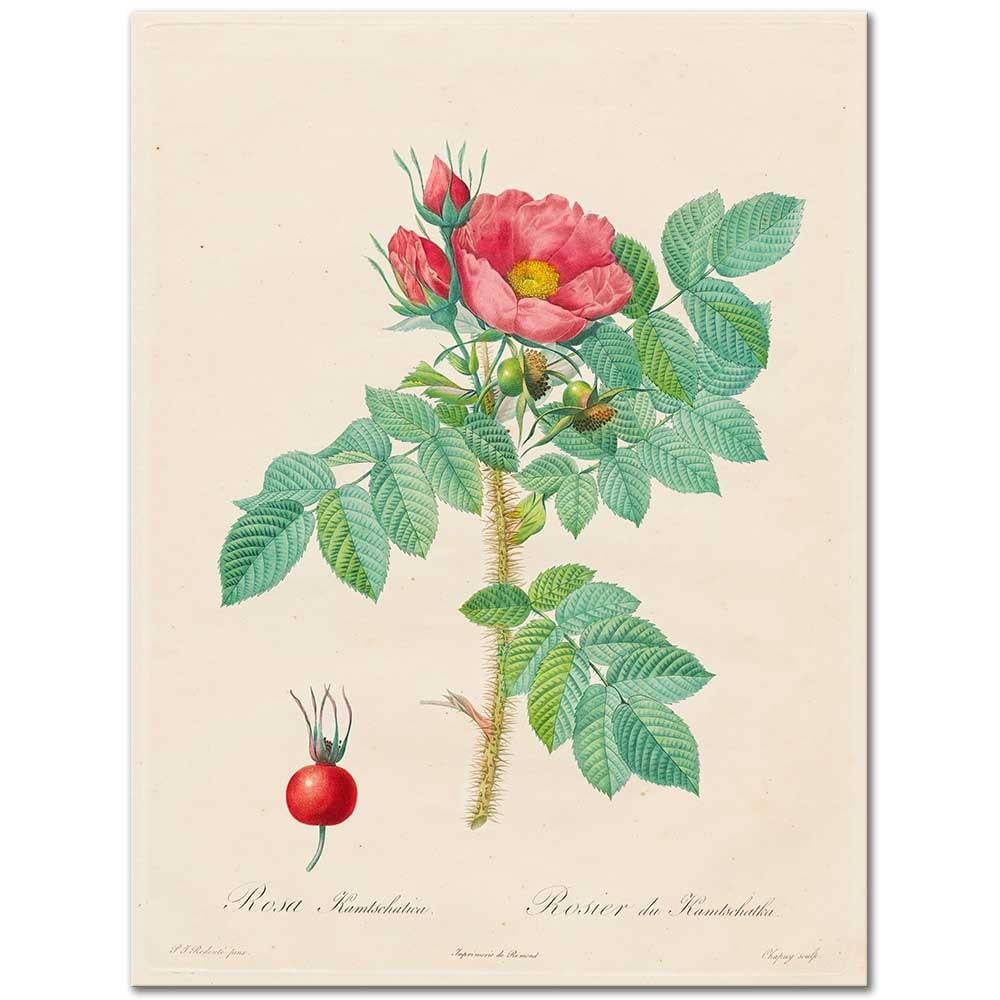 Rosa Kamtschatica by Pierre Joseph Redoute