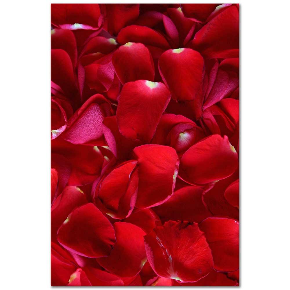 Rose Petals as Art Print
