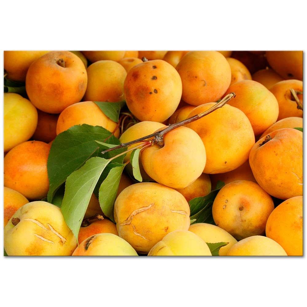 Sabahattin Kayış Kayısılar Kanvas Tablo