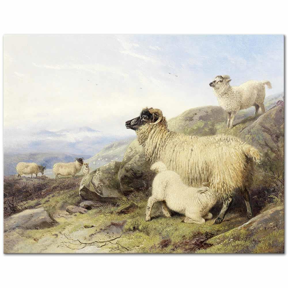 Sheep On A Mountainside by Richard Ansdell as Art Print