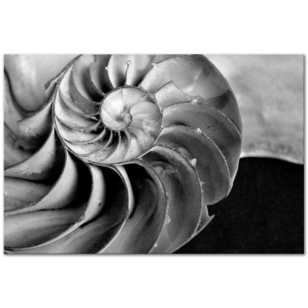 Edward Weston Deniz Kabuğu Kanvas Tablo