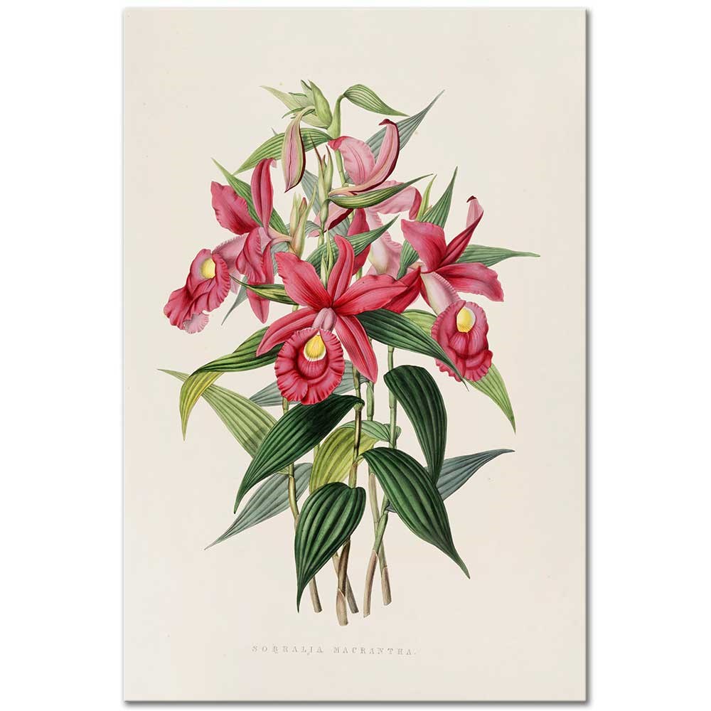 Sobralia Macrantha by James Bateman as Fine Art Print