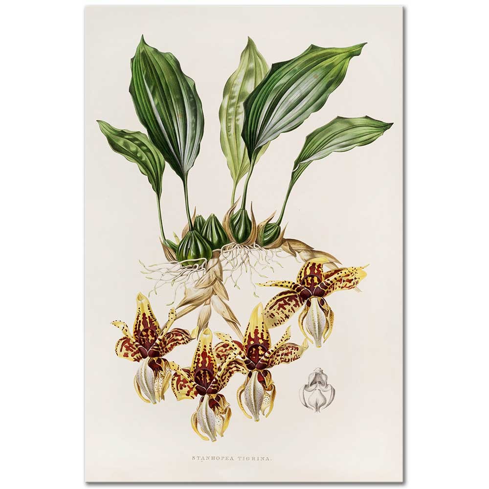 Stanhopea Tigrina by James Bateman as Fine Art Print