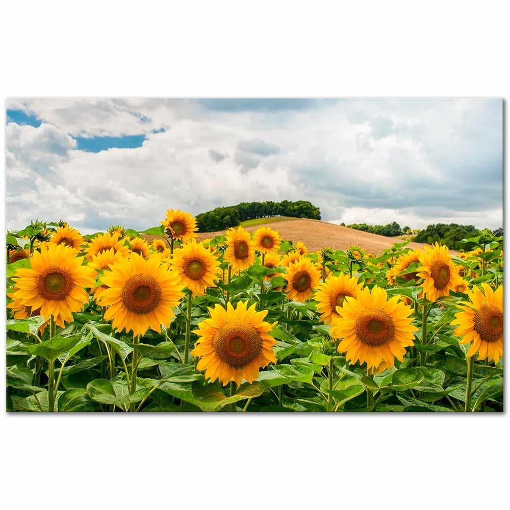 Sunflowers in the Field as Art Print