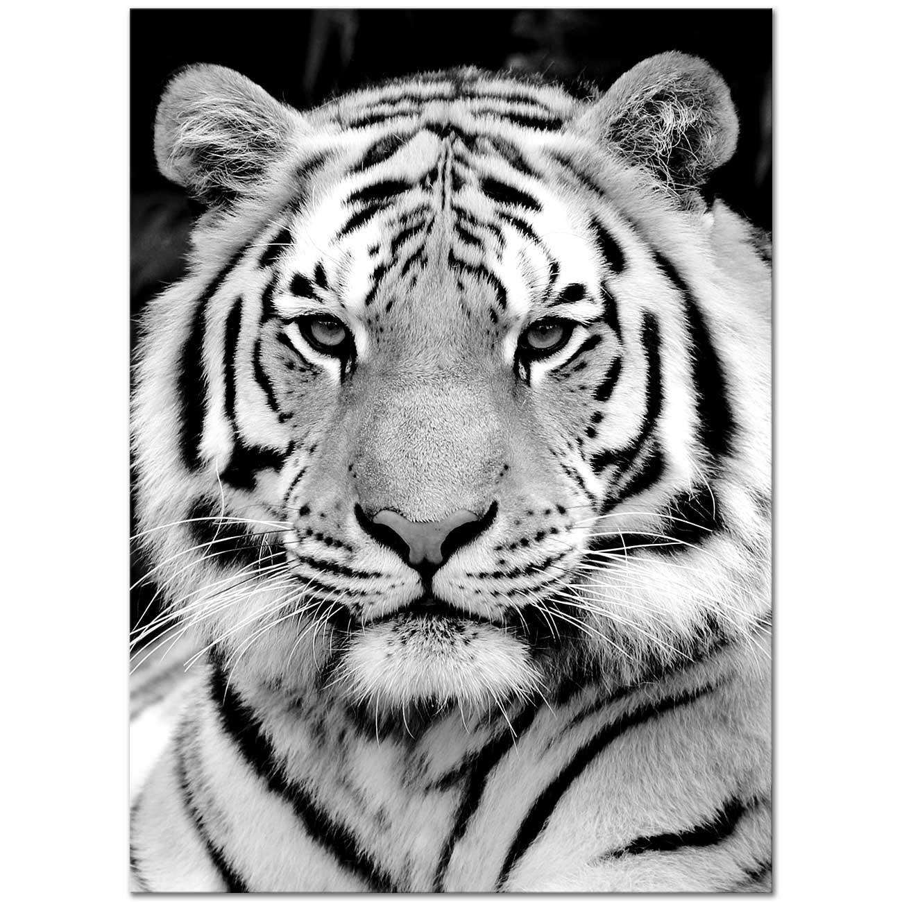 Tiger in Black White Art Print