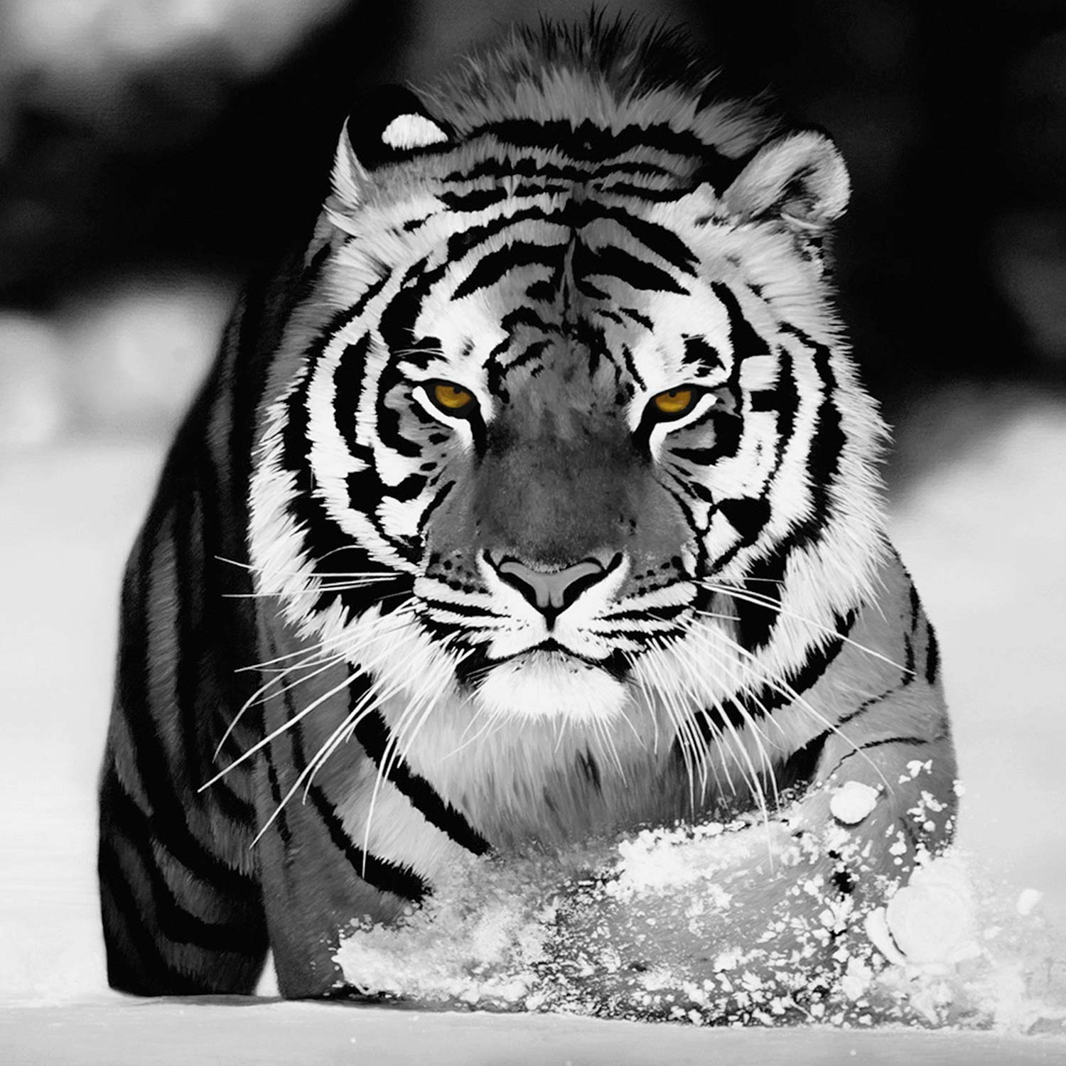 Tiger in Snow Art Print
