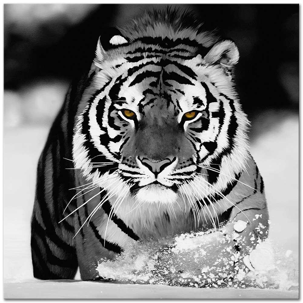 Tiger in Snow