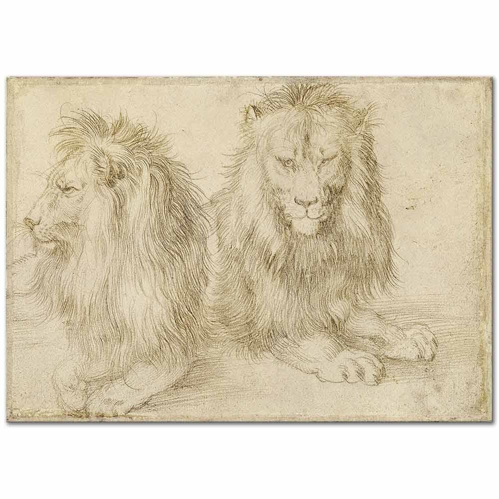 Two Seated Lions by Albrecht Dürer as Art Print
