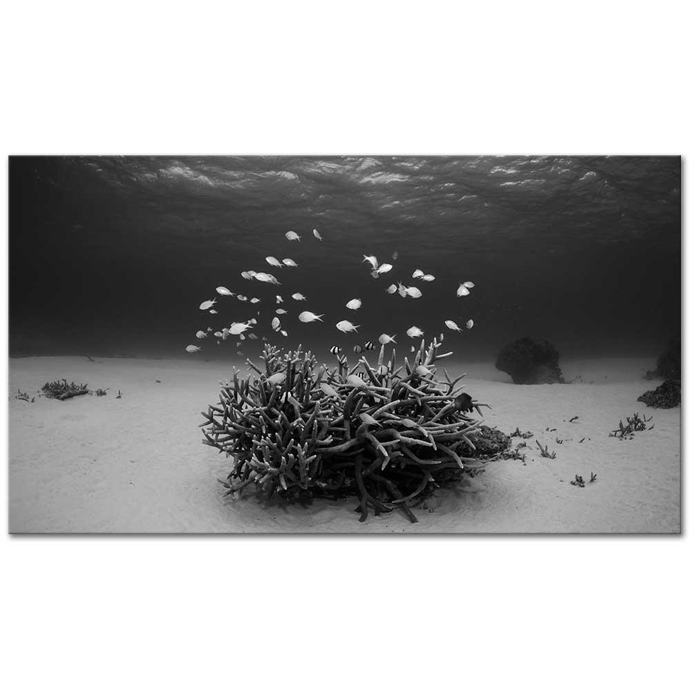 Deniz Dibi Kanvas Tablo