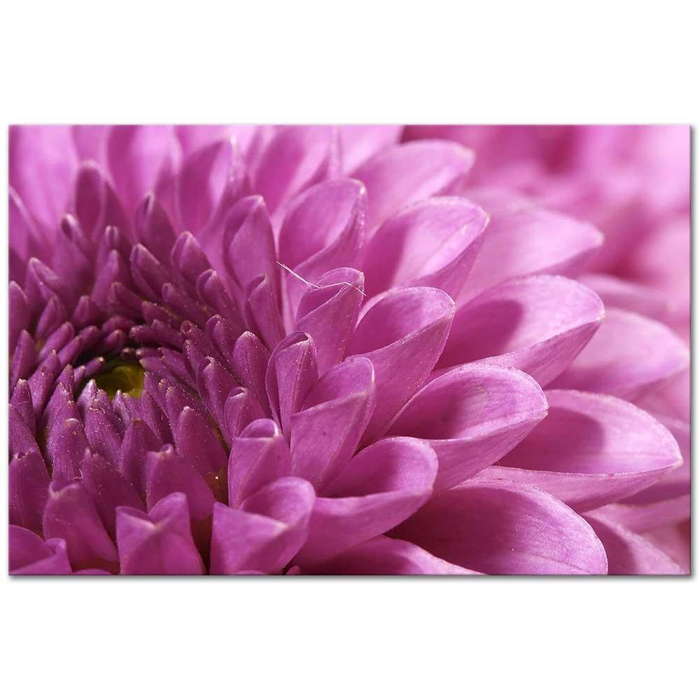 Violet Chrysanthemum as Art Print