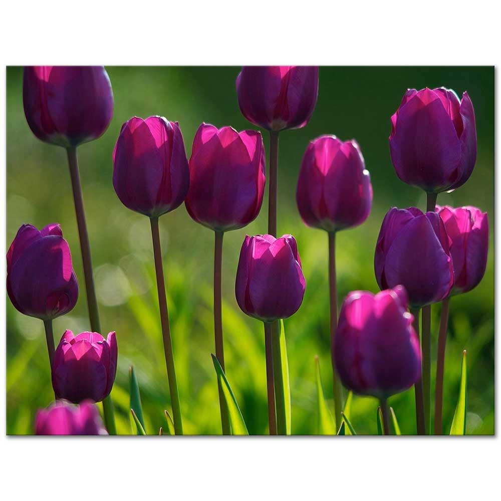 Violet Tulips as Art Print