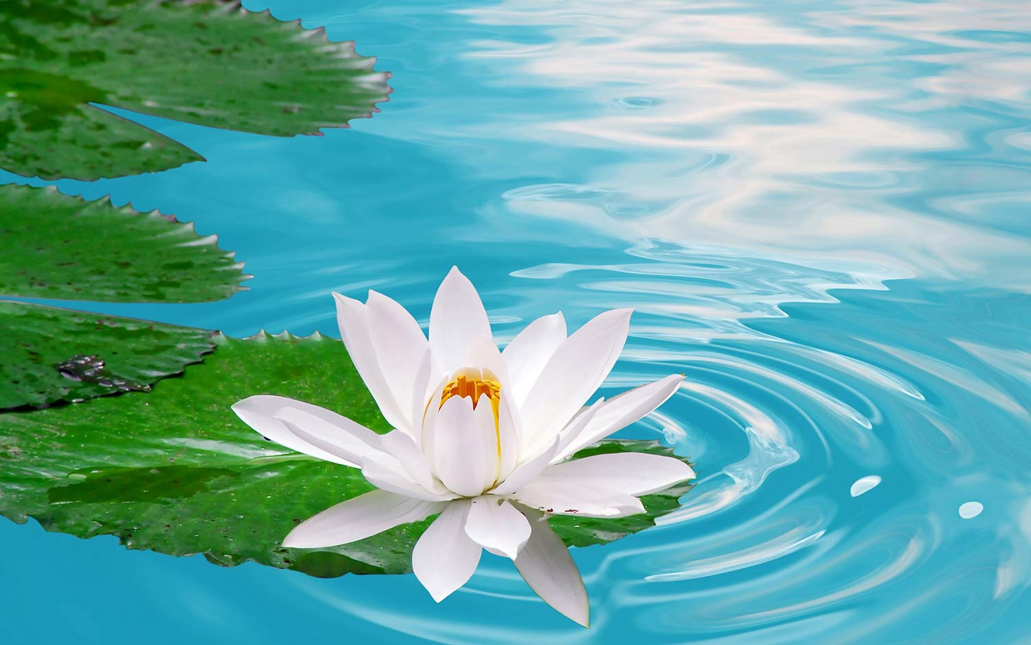 Water Floating Lotus Art Print