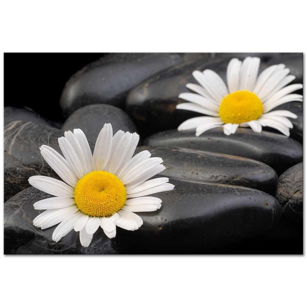 White Daisy Composition as Art Print