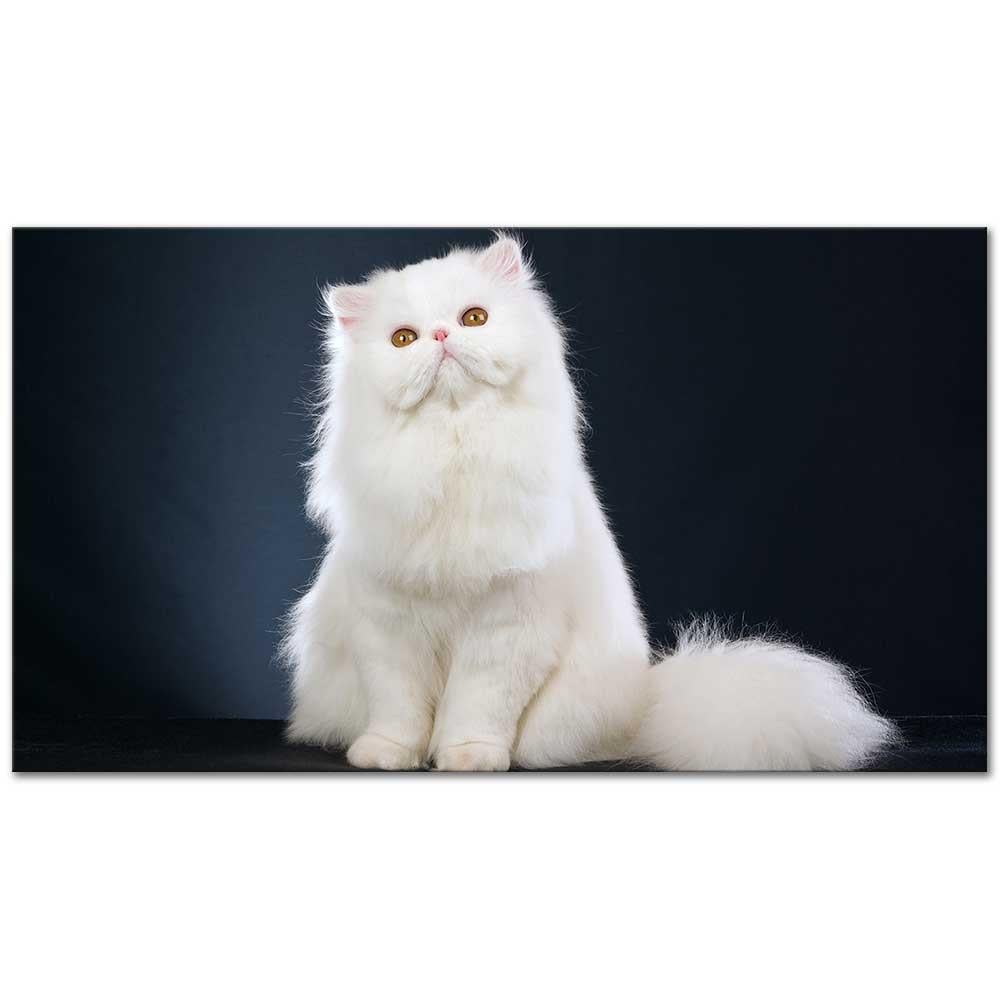 White Fluffy Cat as Art Print