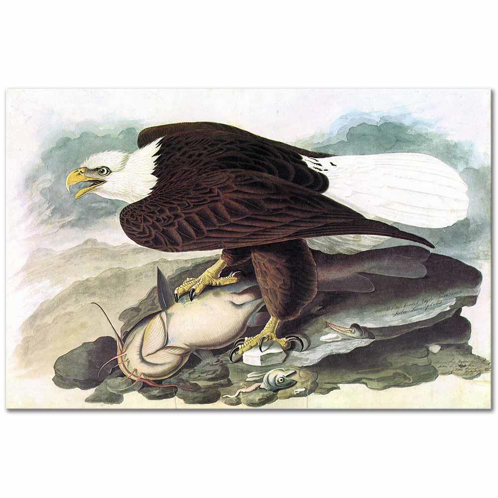 White Headed Eagle by John James Audubon as Art Print