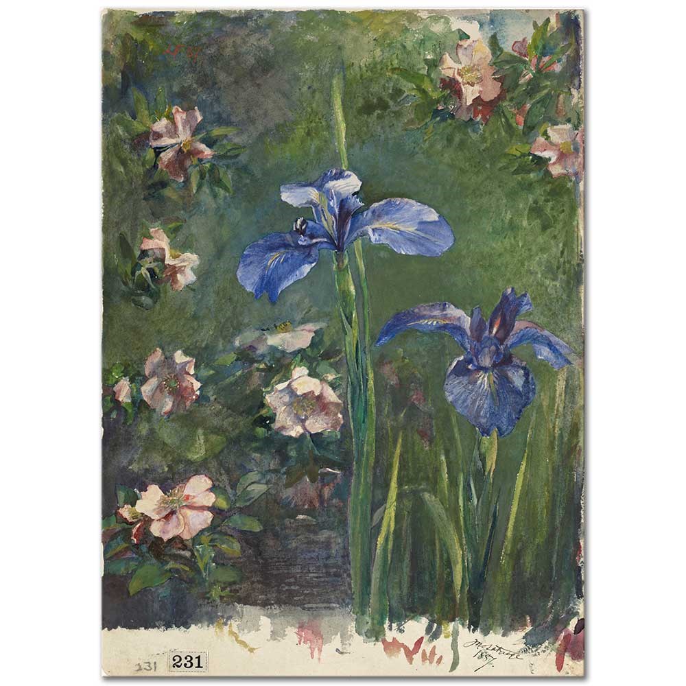 Wild Roses And Irises by John La Farge