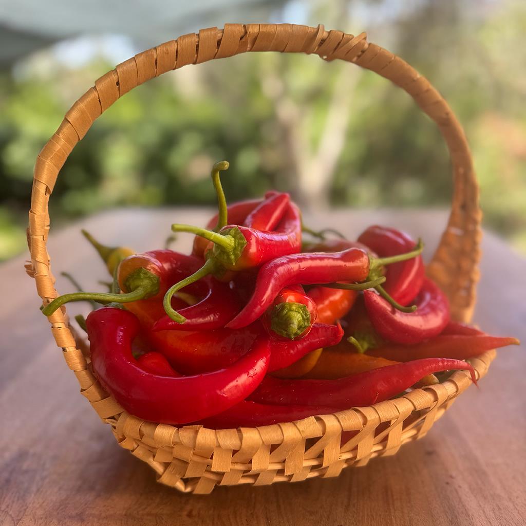 Tatlı Çarliston Biber (1 Kg.)