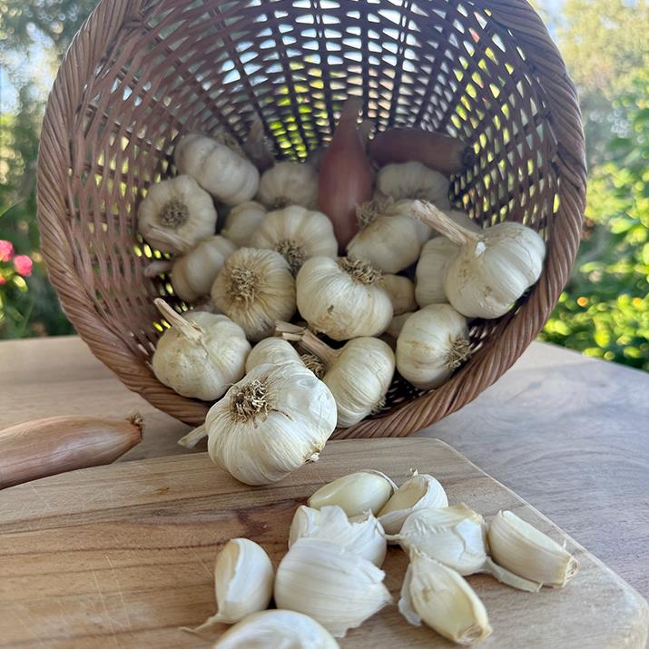 Yayla Sarımsağı (500 Gr.)