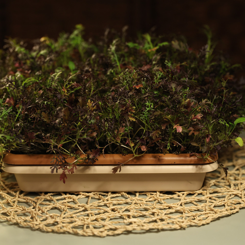 frilly-red-mustard-ca5-3c.jpg