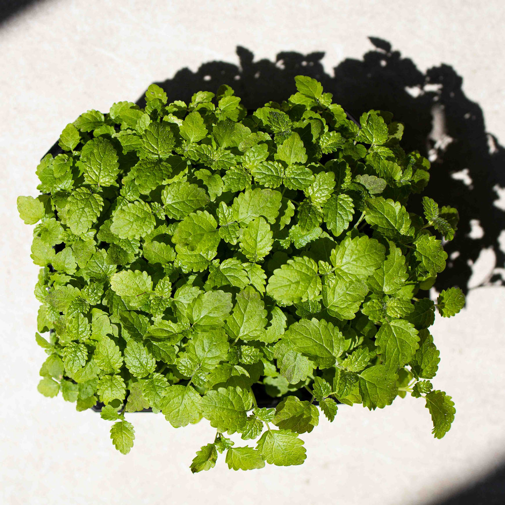 lemon-balm-ea8045.jpg