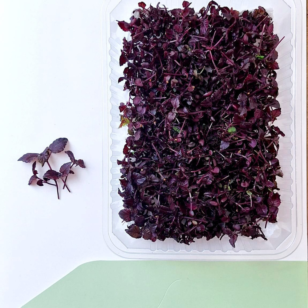 mor-shiso-f636e5.jpg